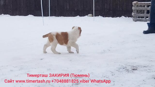 ТИМЕРТАШ ЗАКИРИЯ (Тюмень) дочь СИТОРЫ и ИЛЮШИ +79048881825 viber whatsapp www.timertash.ru смотреть онлайн