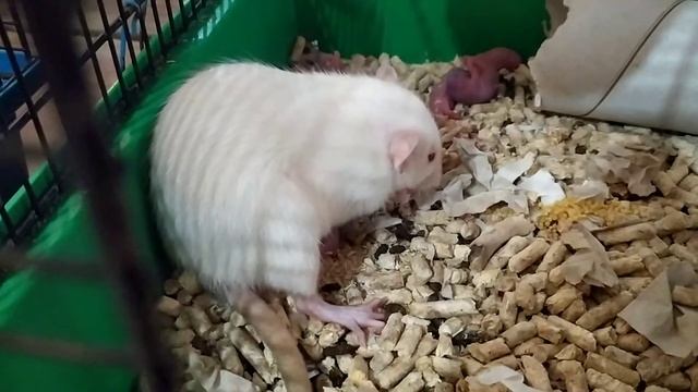 Роды крысы смотреть онлайн