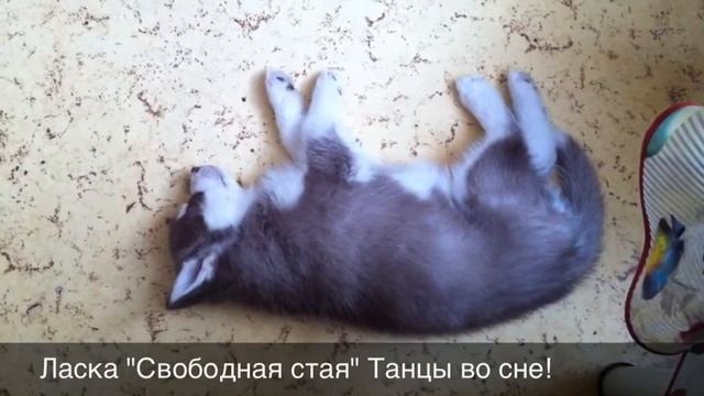 Танцы Во Сне смотреть онлайн