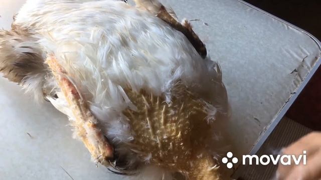 Выбор сделан ! Какие цвета индоуток будем содержать ! смотреть онлайн