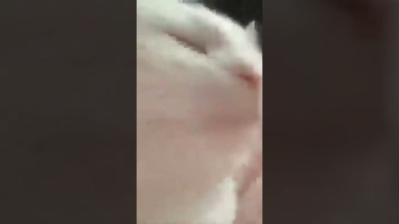 кот качает головой под музыку где мяу говорят смотреть онлайн