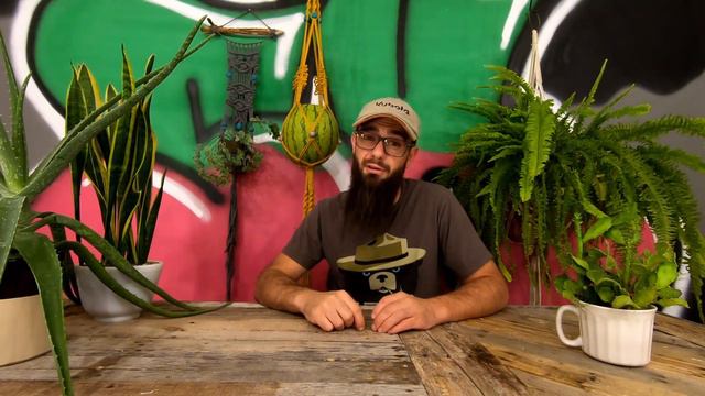 3 RESEARCH SECRETS FOR HAPPY HOUSEPLANTS | Smith Kingston's Holy Trinity of Houseplant Hospitality смотреть онлайн