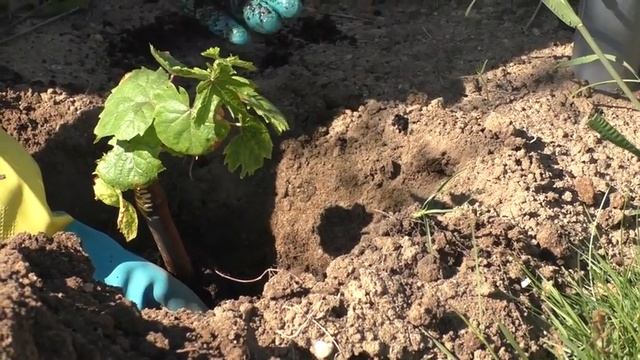 Посадка саженцев винограда в открытый грунт смотреть онлайн