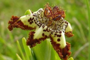 Тигридия РЕЛАКС АРТ-ТЕРАПИЯ ИМПРОВИЗАЦИЯ композитор Виктор Анохин #музыка #instrumentalmusic #цветы