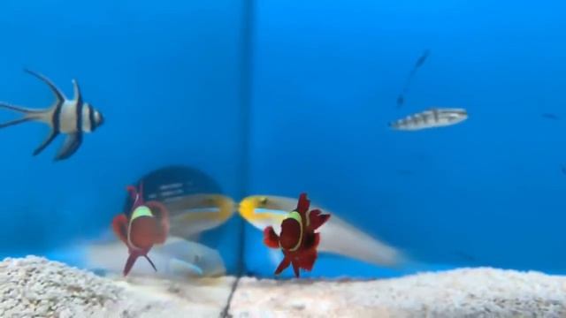 Live de la galette récifal смотреть онлайн