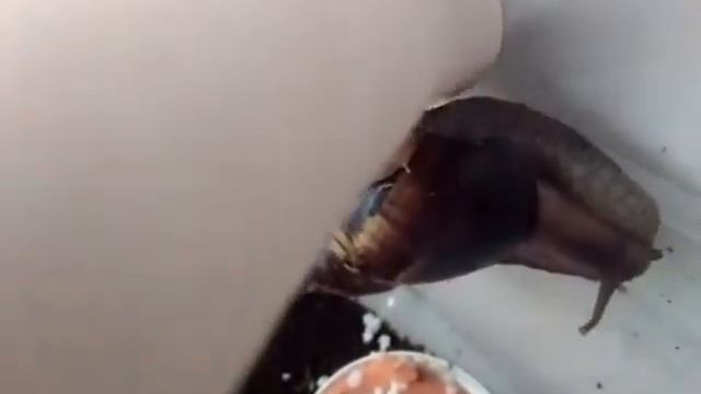 мои новые улитки тигры смотреть онлайн