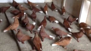 Краснодарские бойные красные голуби