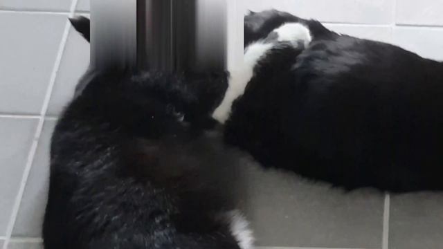 Un chat et une chatte s'aiment d'amour tendre mais comment s'y (se) prendre ? смотреть онлайн