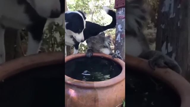 #животные #красота смотреть онлайн