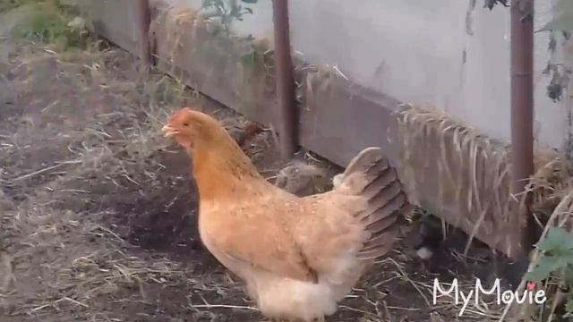 Курочка Няшка и её цыплята! смотреть онлайн