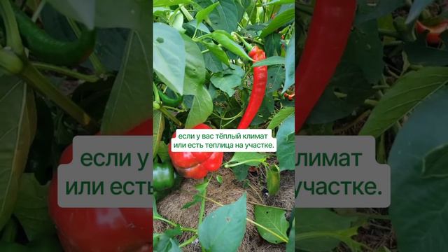 Как не покупать семена сладкого перца? Пишите «хочу лайфхак» в комментарии, расскажем в след видео.