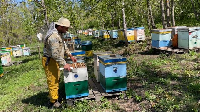 Продолжаем готовить семьи к акации…. смотреть онлайн