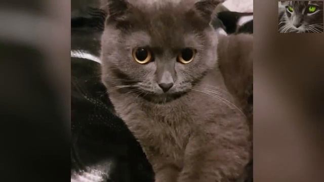Серая кошка в доме приносит своему хозяину удачу. Народные приметы смотреть онлайн