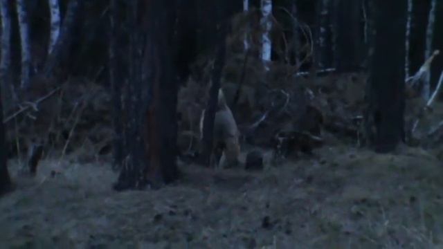 Щенок лайки ЗСЛ(помесь, 1/4 волка) в три месяца смотреть онлайн