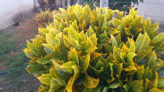 Como CULTIVAR CRÓTONS? CODIAEUM VARIEGATUM #plantas #garden #gardening #jardim смотреть онлайн