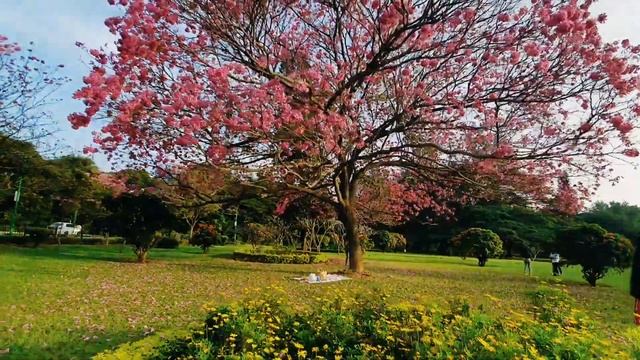 Pink Trumpet, Tabebuia Avellanadae, Bangalore Cubbon Park| Must Visit Place #pinktrumpet#tabebuia