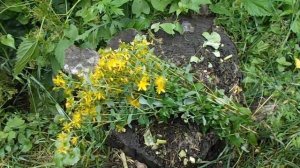 Зверобой. Полезные свойства зверобоя.