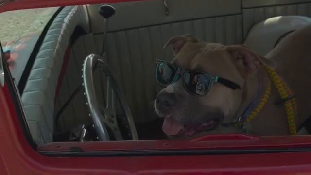 pit bull pride day смотреть онлайн