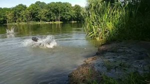 Охота с ягдтерьером, работа ягдтерьера по утке на воде(часть 2) , Fox Hunt with Jagdterrier