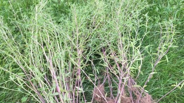 Чабер ароматный. Загородная жизнь. смотреть онлайн