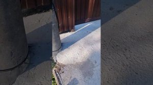 Делаем отвод дождевой воды с крыши (ливневка) в придорожную канаву