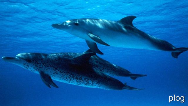 животные кошки смотреть онлайн