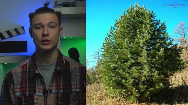 Растения тайги. Сосна обыкновенная. Сосна сибирская. Лиственница. смотреть онлайн