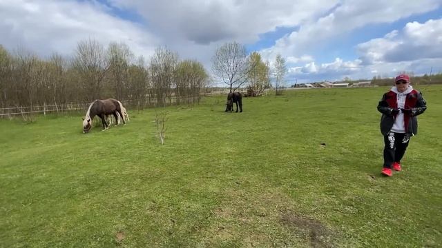 Кросс-фризы родились. Знакомство с жеребятами. смотреть онлайн