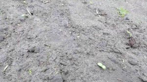 😲Что делать #клубник_ едят_птицы!? Обзор огорода