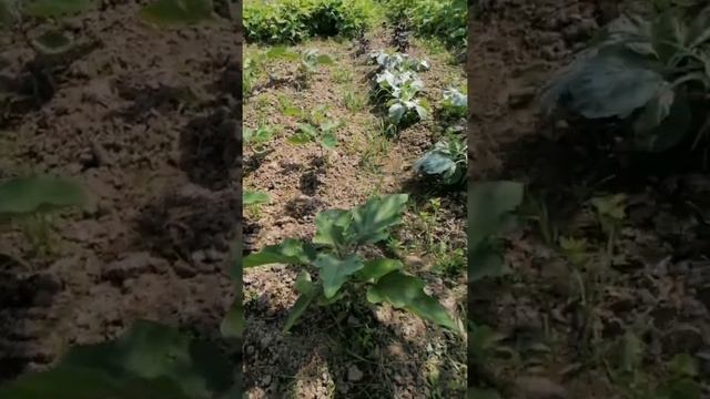 Что с дачей, вернулись через две недели смотреть онлайн
