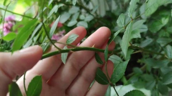 Мускусная роза Lavender Dream зацвела!