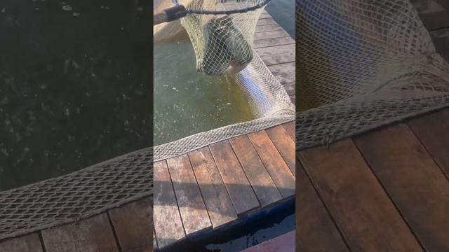 Выпускаем форель из садка в зону ловли на платной рыбалке. Рыбалка на форель. Платная рыбалка. смотреть онлайн