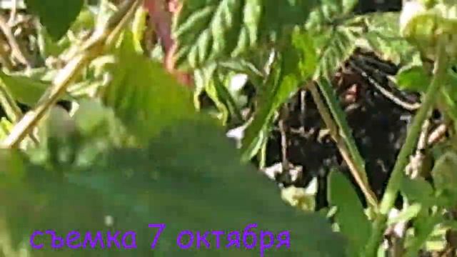 ДАЧА. МАЛИНА, ГРИБЫ В ОКТЯБРЕ смотреть онлайн