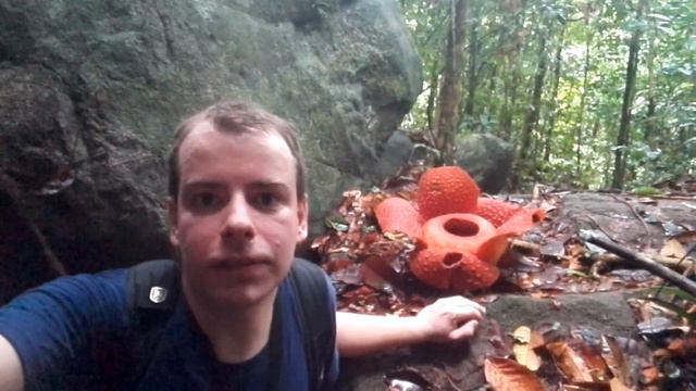 РАФФЛЕЗИЯ: САМЫЙ КРУПНЫЙ В МИРЕ ЦВЕТОК / Нацпарк Гунунг-Гадинг на Борнео смотреть онлайн
