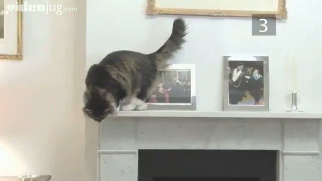 How To Stop Your Cat Scratching Your Furniture