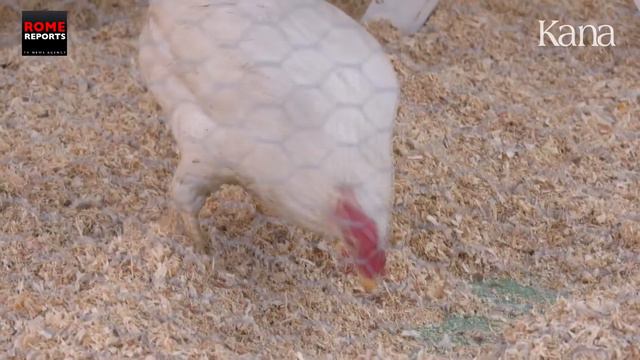 Фермеры привели своих животных на площадь Св. Петра для благословения смотреть онлайн