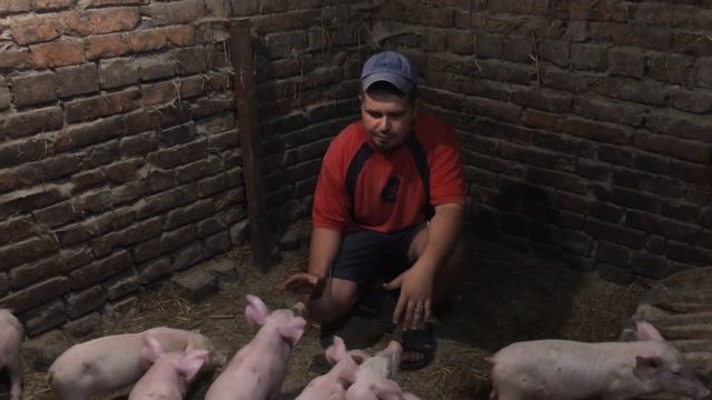 Поросятам один месяц. Откорм свиней на горохе. Хряк породы Дюрок! Свиноводство. смотреть онлайн