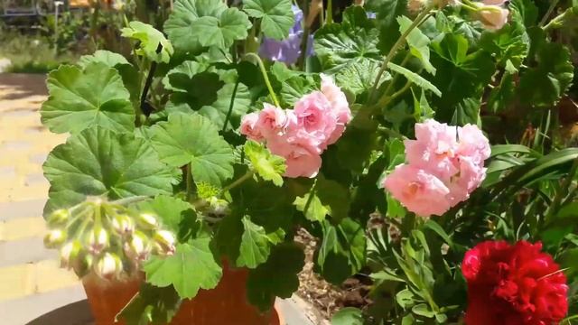 Пеларгония иви-гибрид Milfield Rose смотреть онлайн