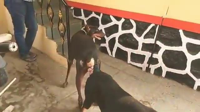 Doberman breeding (1/1) смотреть онлайн