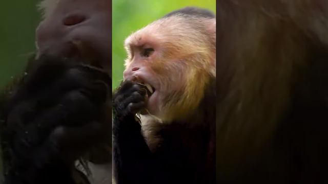 Monkey funny video#short #youtube#dengerous смотреть онлайн