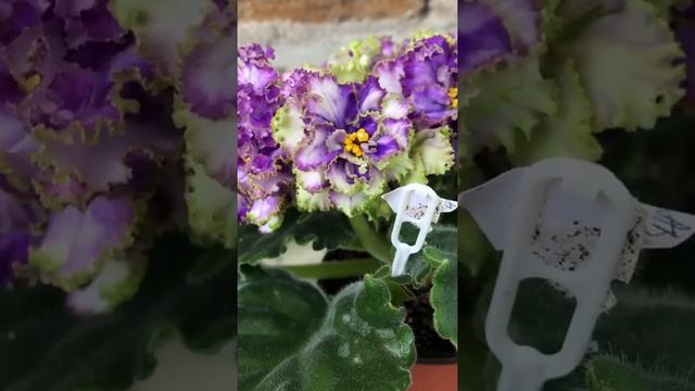 Короткий обзор фиалки: АВ-Речная Фея смотреть онлайн