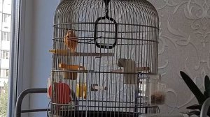 Пение канарейки. Обучение канарейки.  Певчий кенар. Как поёт кенар.