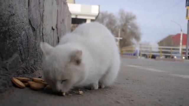 #СоциальныйРолик "Помоги Бездомным животным" Автор #Мариякузина #Стихи #ХорошоКогдаЕстьДом #Животны смотреть онлайн