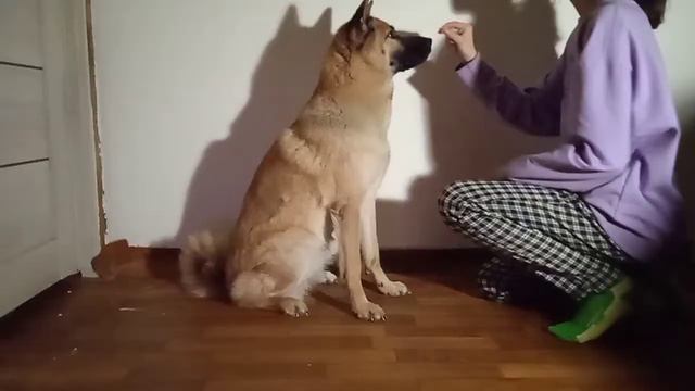 🔅~Команды Джесси, которые она знает~🔅 смотреть онлайн