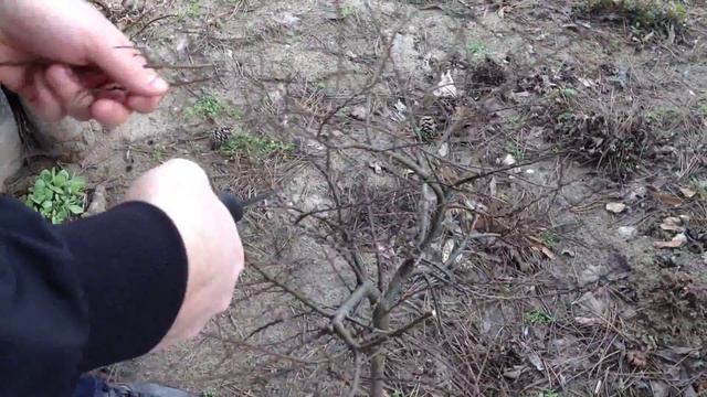 Ulmus elegantissima 'Jacqueline Hillier' -- Elegáns oltott törpe szil fácska tavaszi metszése смотреть онлайн