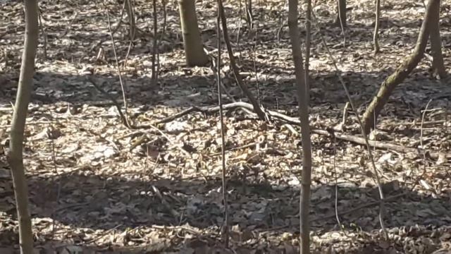 Зяблик прилетел смотреть онлайн