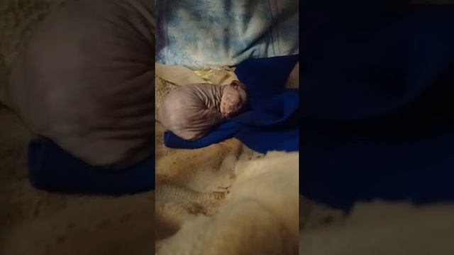 Котёнок чавкает во сне смотреть онлайн