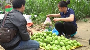 Harvesting Chayote arden goes to the market sell | Lý Thị Ca