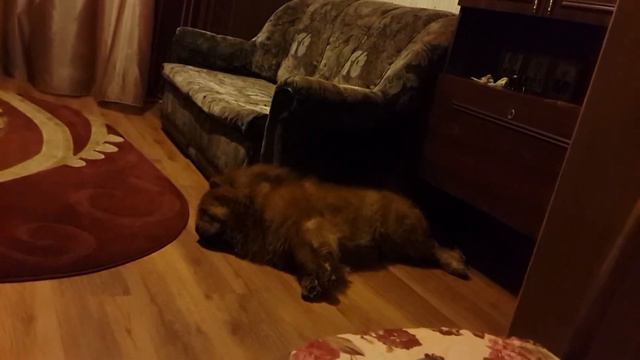 Храпунишка Бонзик)Чау чау смотреть онлайн