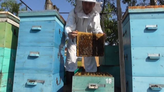 Работы в августе на пасеке.Наращивание пчелы для успешной зимовки. смотреть онлайн